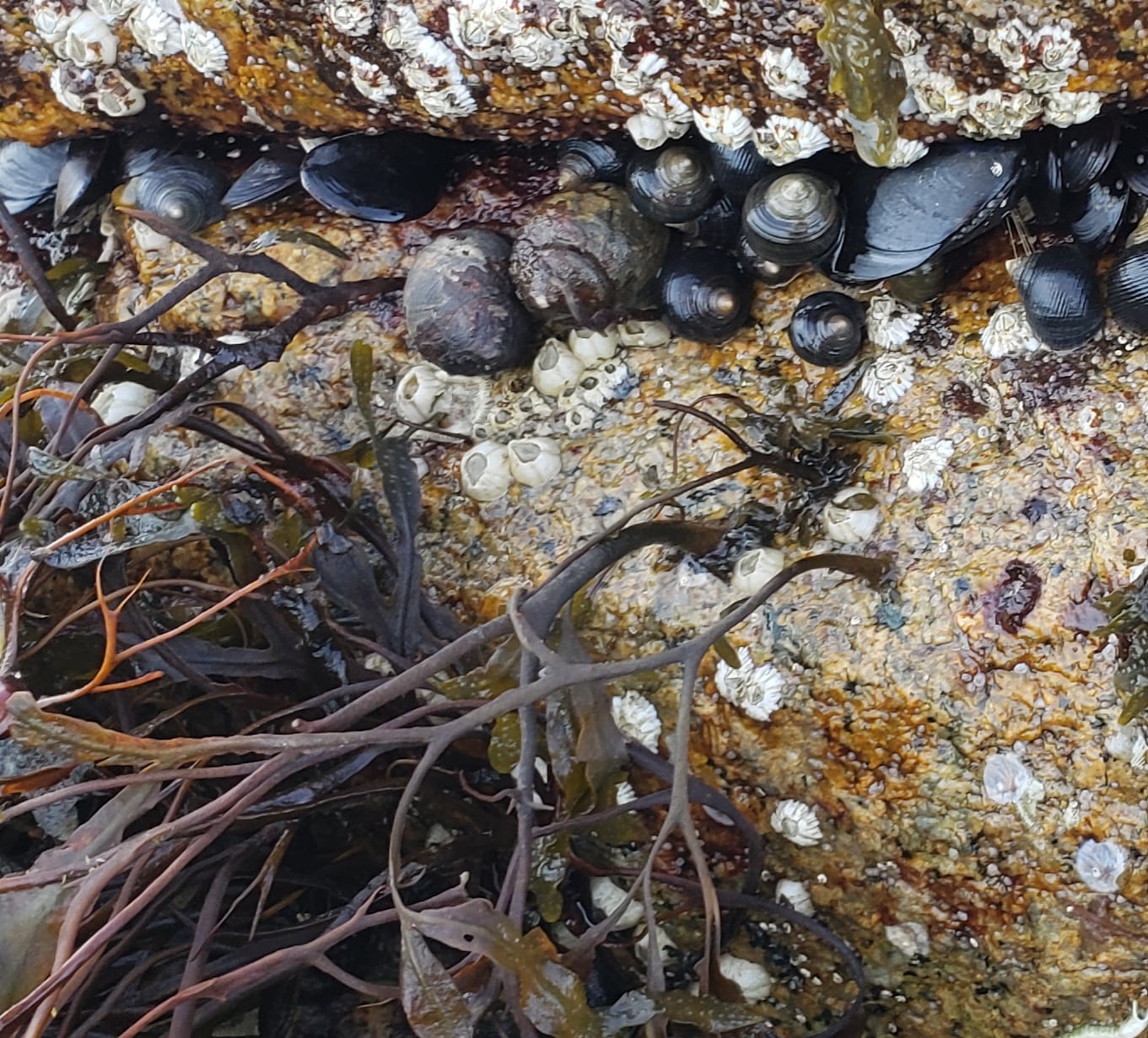 Snails, barnacles and blue mussels growing on a rock