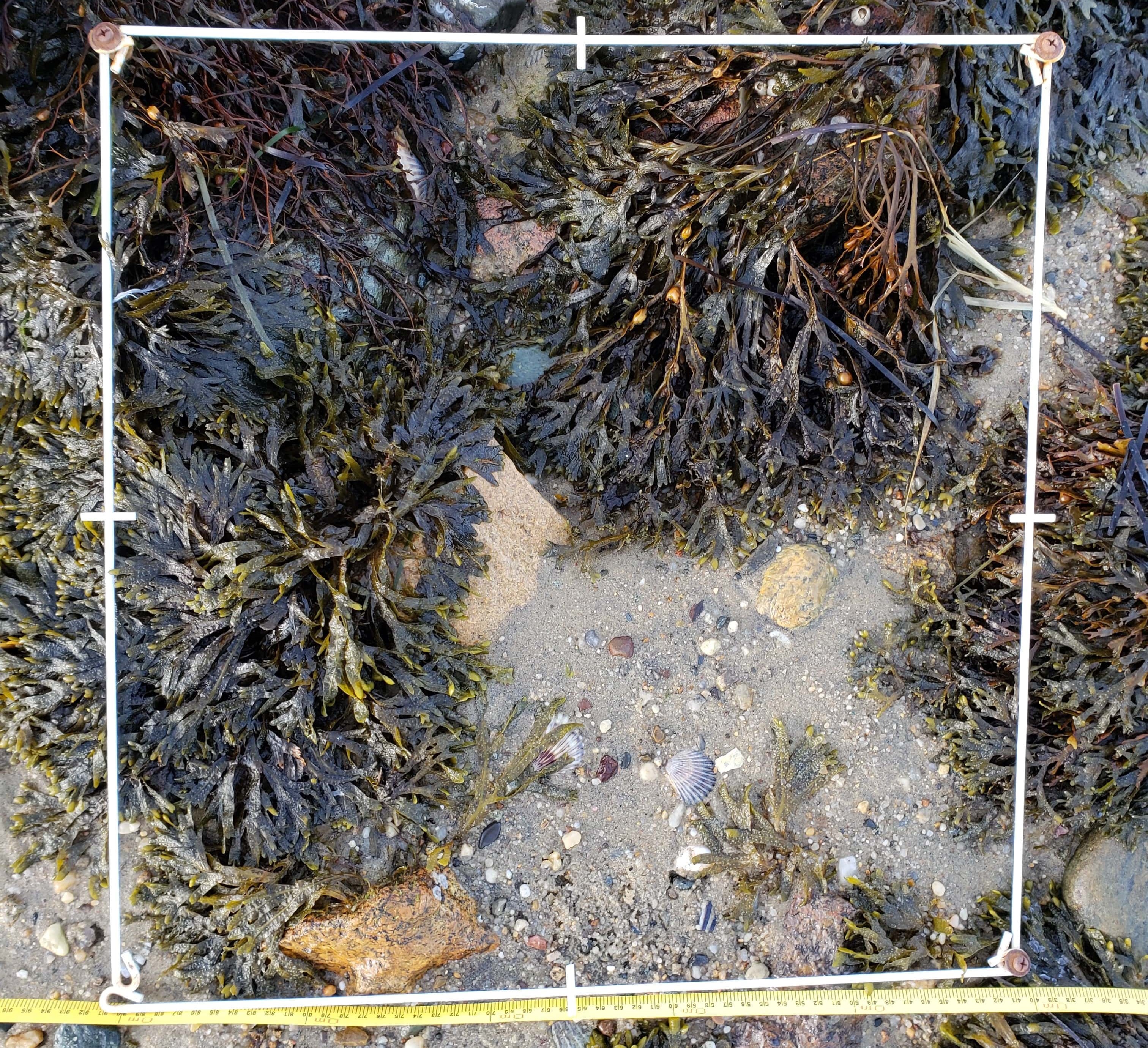 A framed quadrat is placed over algae and snails on the beach
