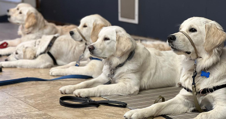 The Importance of Enrichment – Yaletown Dog Training