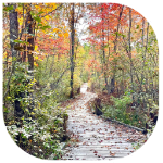 Pictures shows a wooden walkway winding its way through a autumn forest.